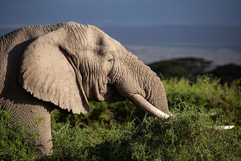 An elephant roams through Kimana Sanctuary, a crucial corridor that links Amboseli National Park with the Chyulu Hills and Tsavo protected areas in Kenya